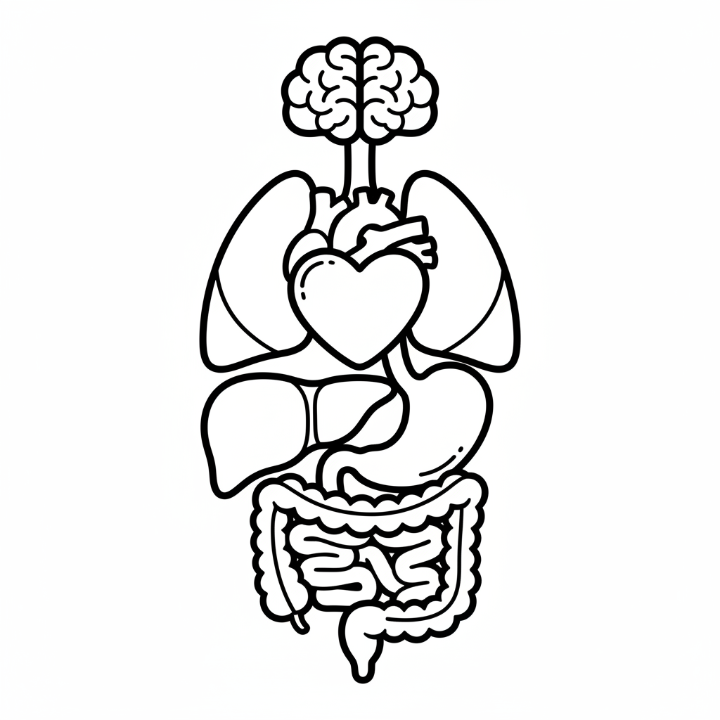 Free printable human body internal organs coloring page for kids, featuring simplified illustrations of a brain, heart, lungs, stomach, and intestines.